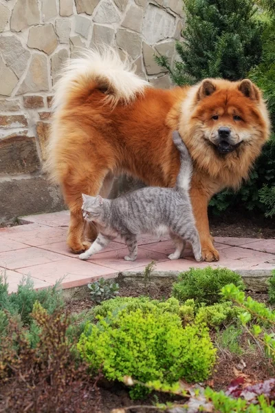 Přátelství mezi chow-chow pes a britská kočka — Stock fotografie
