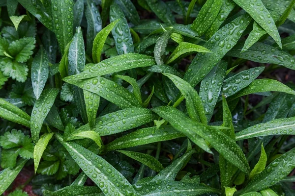 Goutte d'eau sur une feuille — Photo