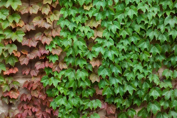 Branch of decorative grapes on wall — Stock Photo, Image