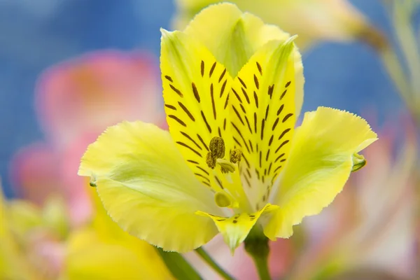 Fleurs sauvages d'orchidée. usine de gros plan — Photo