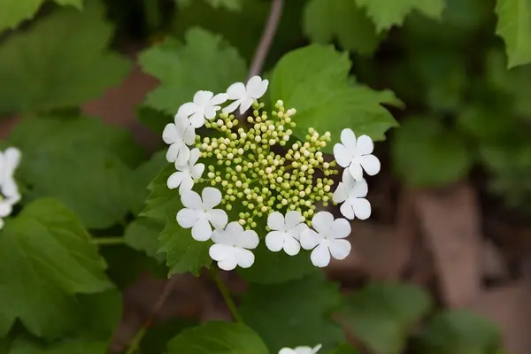 Beautiful flower white viburnum. nature — Stock Photo, Image