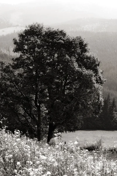 Alter Baum im Park — Stockfoto