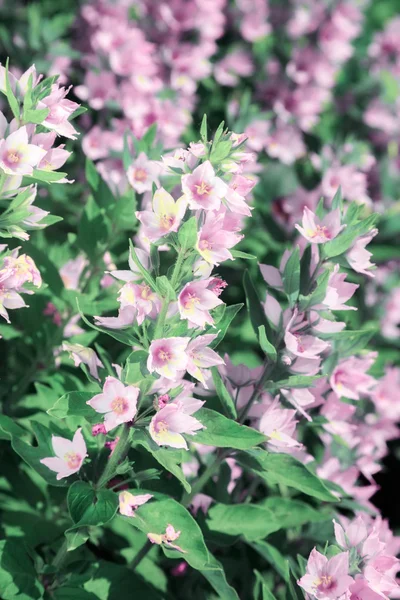 Beautiful flower pink knotweed — Stock Photo, Image