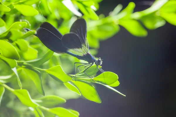 枝に美しい青いトンボ — ストック写真