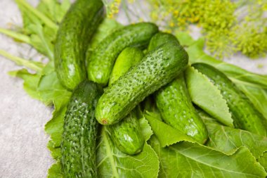 Salatalık önümüzdeki dereotu ile. Gıda