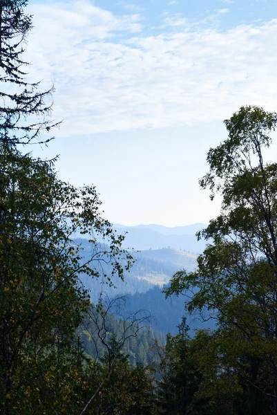 Paisaje de montaña con árbol siempreverde. naturaleza —  Fotos de Stock