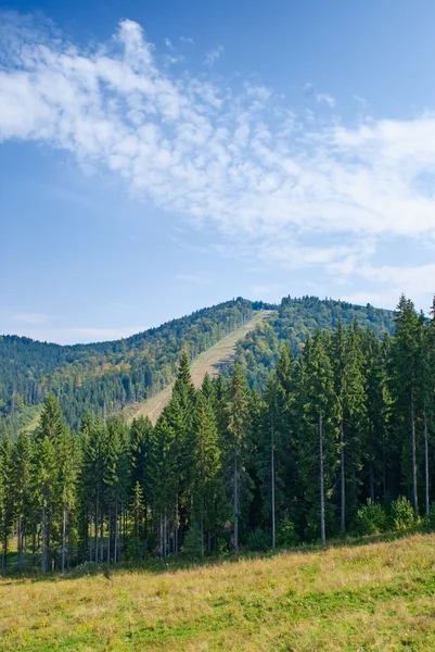 Yaprak dökmeyen ağaç dağ manzarası. Doğa — Stok fotoğraf