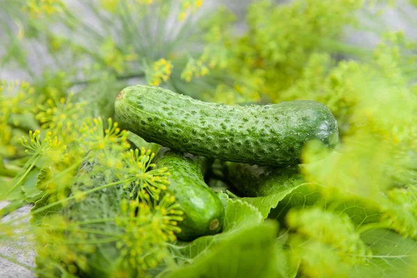 Pepino con eneldo de inflorescencia. alimentos — Foto de Stock