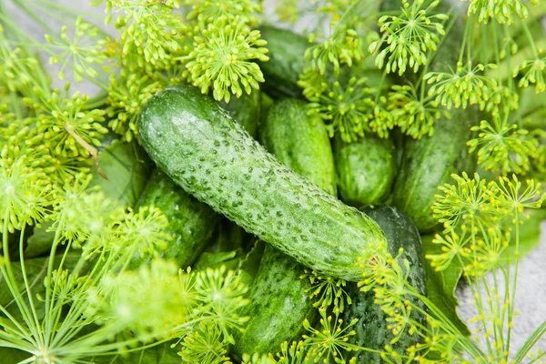 Cucumber with inflorescence dill. food — Stock Photo, Image