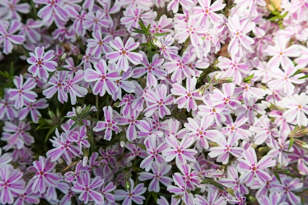 Beautiful flower pink phlox. closeup — Stock Photo, Image