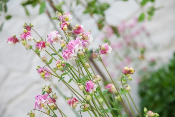 Beautiful spring pink flower. closeup — Stock Photo, Image