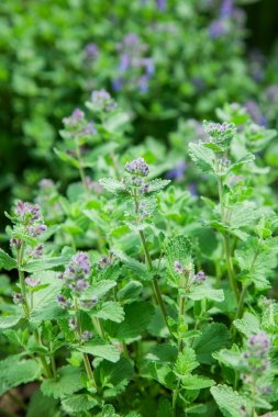 ot nane kedi nanesi. doğa