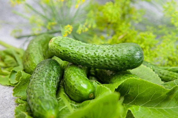 Cucumber with inflorescence dill. food — Stock Photo, Image