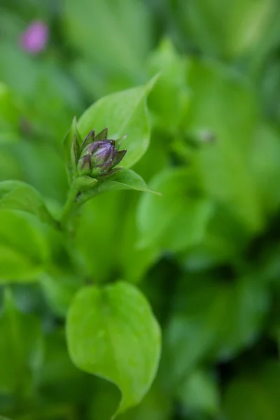 Smukke blomst hosta. art - Stock-foto