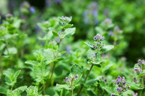 Hierba menta catnip. naturaleza —  Fotos de Stock