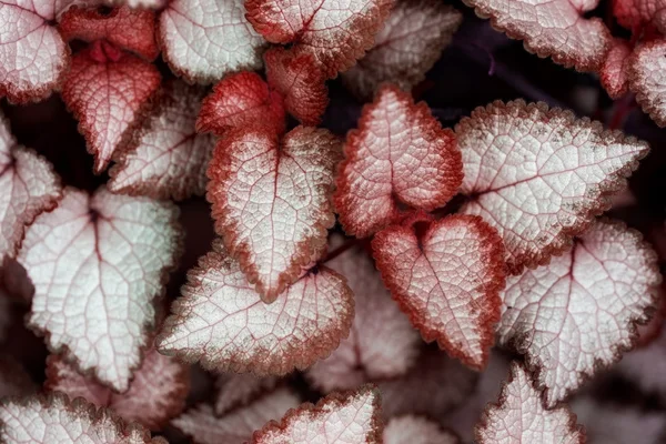 Krásné dvě barevné rostliny. Příroda — Stock fotografie