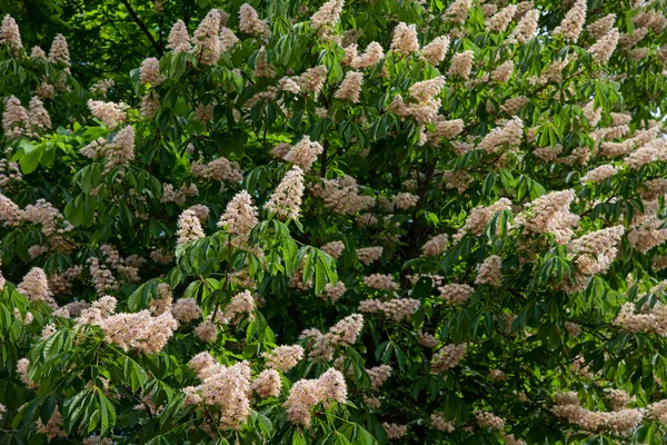 Chestnut tree in blossom. nature — Stock Photo, Image