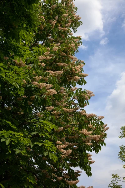 Chestnut tree in blossom. nature — Stock Photo, Image