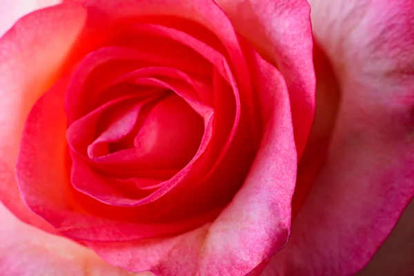 Hermosa rosa roja foto de primer plano —  Fotos de Stock