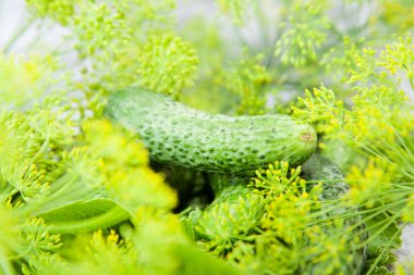 Salatalık önümüzdeki dereotu ile. Gıda