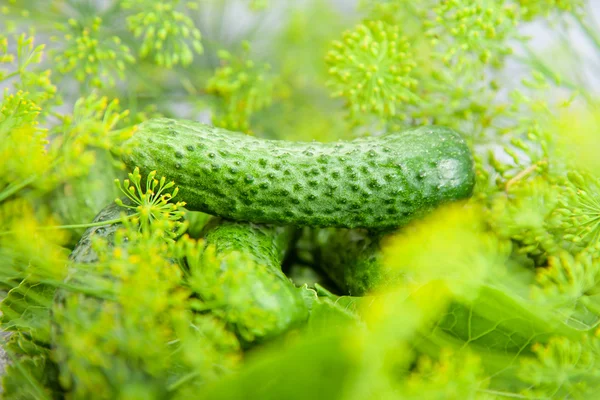 Cucumber with inflorescence dill. food — Stock Photo, Image