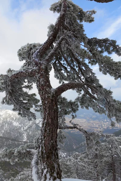 白雪覆盖的树木 — 图库照片