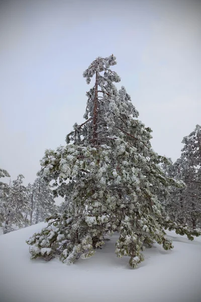 Árboles cubiertos de nieve —  Fotos de Stock