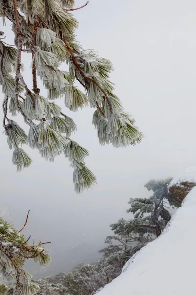 Árvores cobertas de neve — Fotografia de Stock