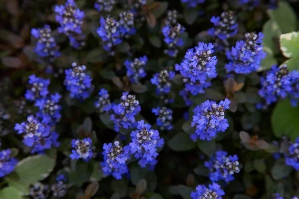 Flower — Stock Photo, Image