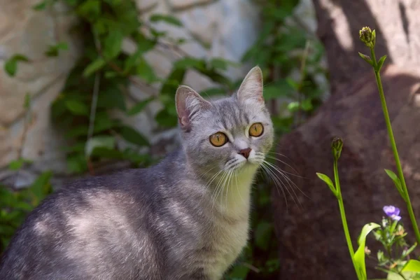 Gray cat — Stock Photo, Image