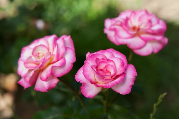 Flower — Stock Photo, Image