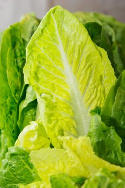 taze yeşillik marul