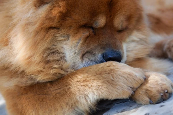 Bewaken van ras van de hond chow-chow — Stockfoto