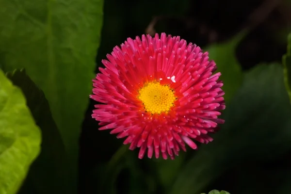 Stokrotka kwiat różowy wiosna — Zdjęcie stockowe