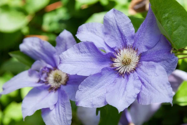 Flowers of purple clematis — Stock Photo, Image