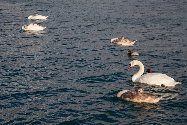 Cygnes sur la mer — Photo