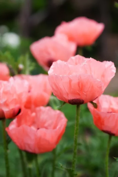 Fleurs d'été roses papavier — Photo