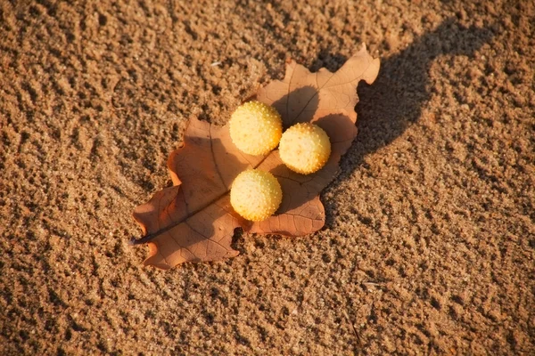 Feuille sèche avec boules jaunes — Photo