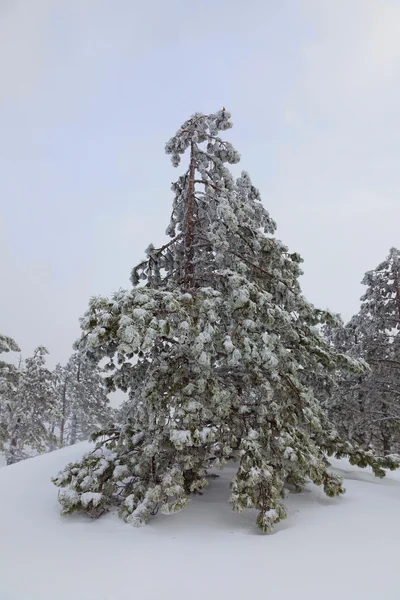 Árboles cubiertos de nieve —  Fotos de Stock