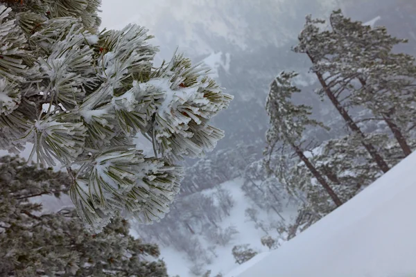 Árboles cubiertos de nieve —  Fotos de Stock