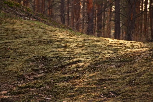 Grünes Gras im Herbstwald — Stockfoto