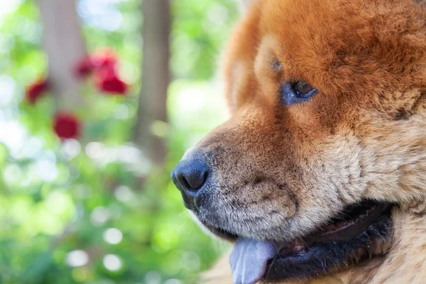Bewaken van ras van de hond chow-chow — Stockfoto