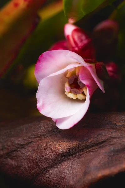 Весенний цветок бергения — стоковое фото
