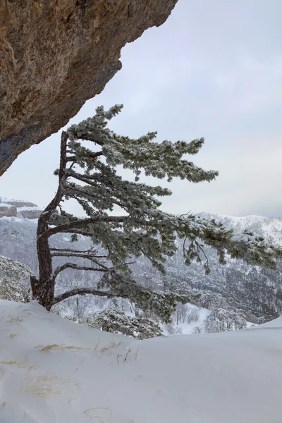 Árvores cobertas de neve — Fotografia de Stock