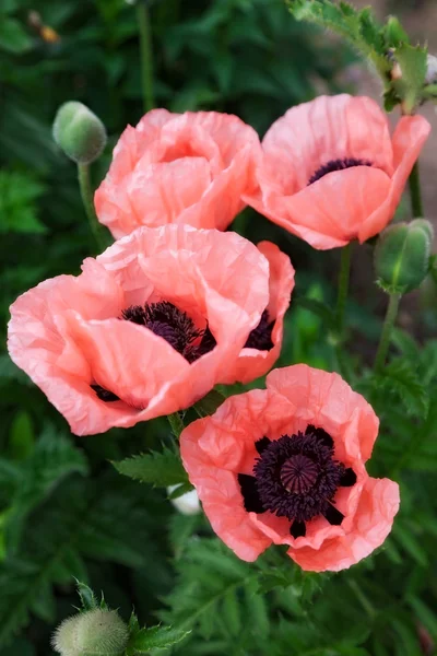 Fleurs d'été roses papavier — Photo