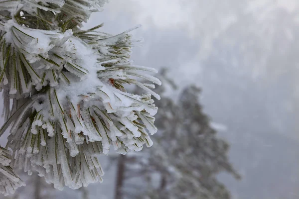 白雪覆盖的树木 — 图库照片