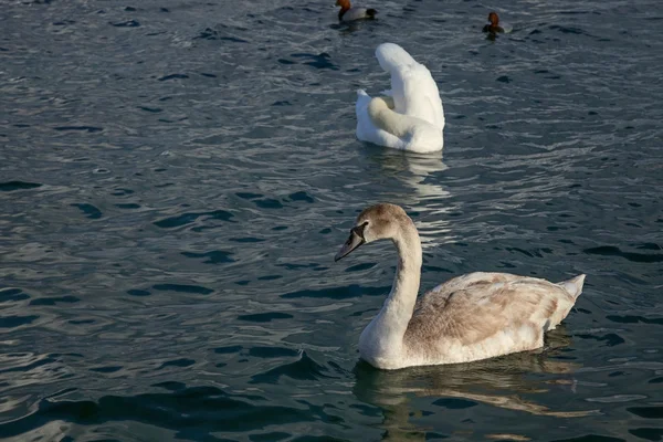 Bellissimi cigni sul mare — Foto Stock