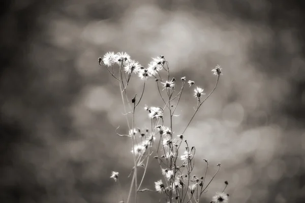 Droge planten — Stockfoto