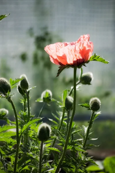 Rosa verano flores papaver — Foto de Stock