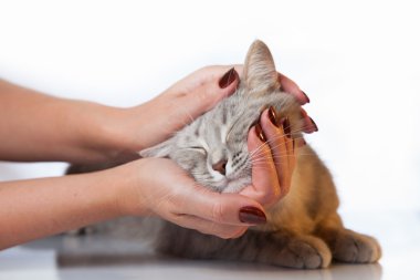 ellerinde tekir kedi